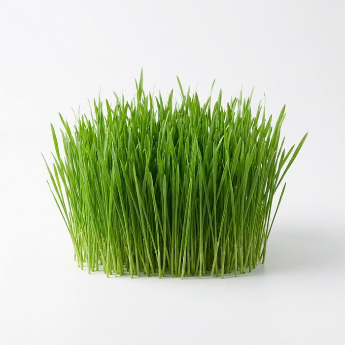 Barley cat grass · 10%
